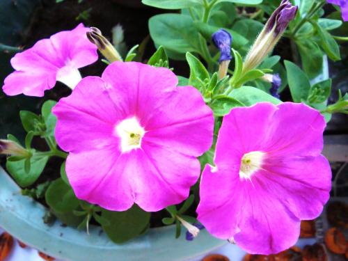 最適合花箱種植的花，不僅好看，養(yǎng)護(hù)也很方便！